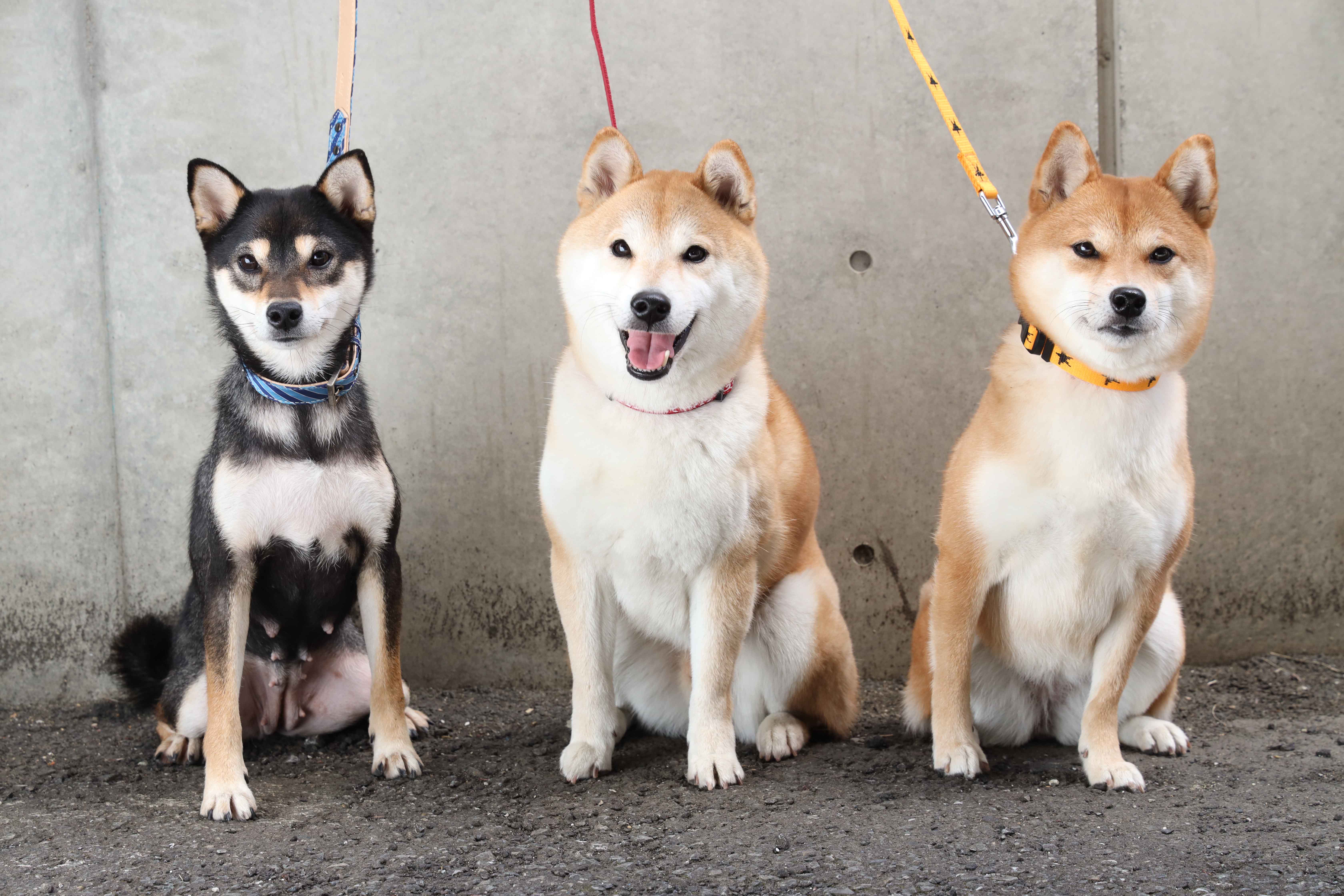 ドラマ版「柴公園」DVD-BOX特典＜メイキング＞映像一部公開＆映画版