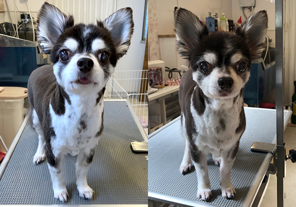 トリミング・オプションメニュー｜pet salon MINT