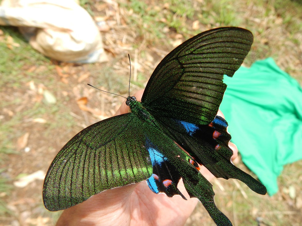 オオクジャクアゲハPapilio arcturus : TRAVEL FOX 蝶にまつわるetc