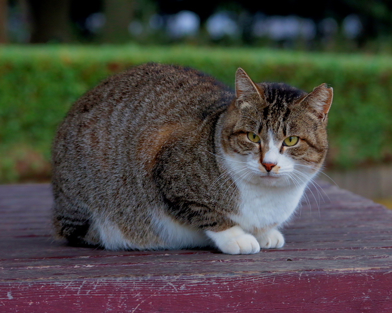 多々良沼公園のさくらねこたち : 星の小父さまフォトつづり