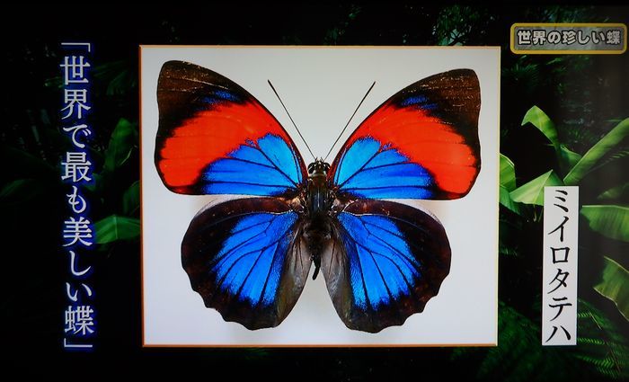 ザルモクシスオオアゲハ／開運！なんでも鑑定団（2019.7.6放送