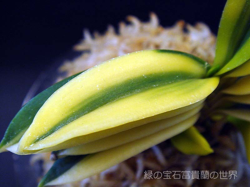 富貴蘭 枯れた無双丸大覆輪 : 富貴蘭チャンネル