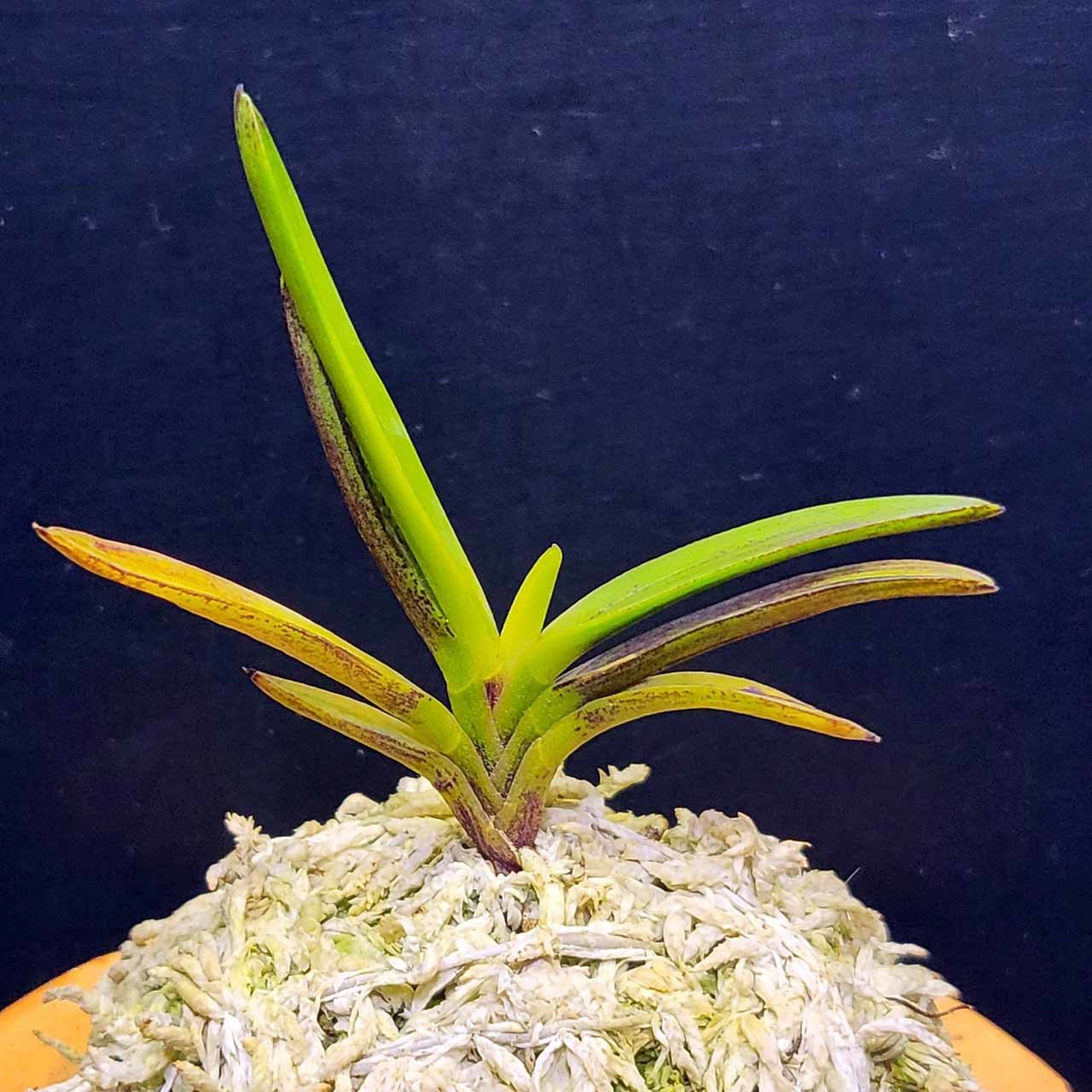 富貴蘭 金牡丹 : 富貴蘭チャンネル