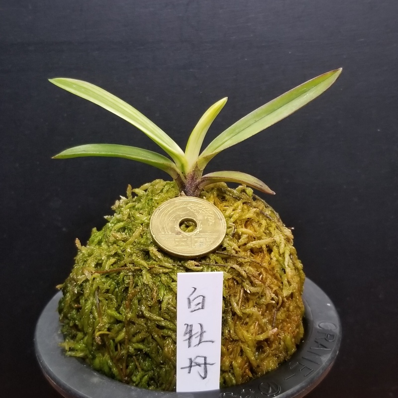 富貴蘭 白牡丹 : 富貴蘭チャンネル