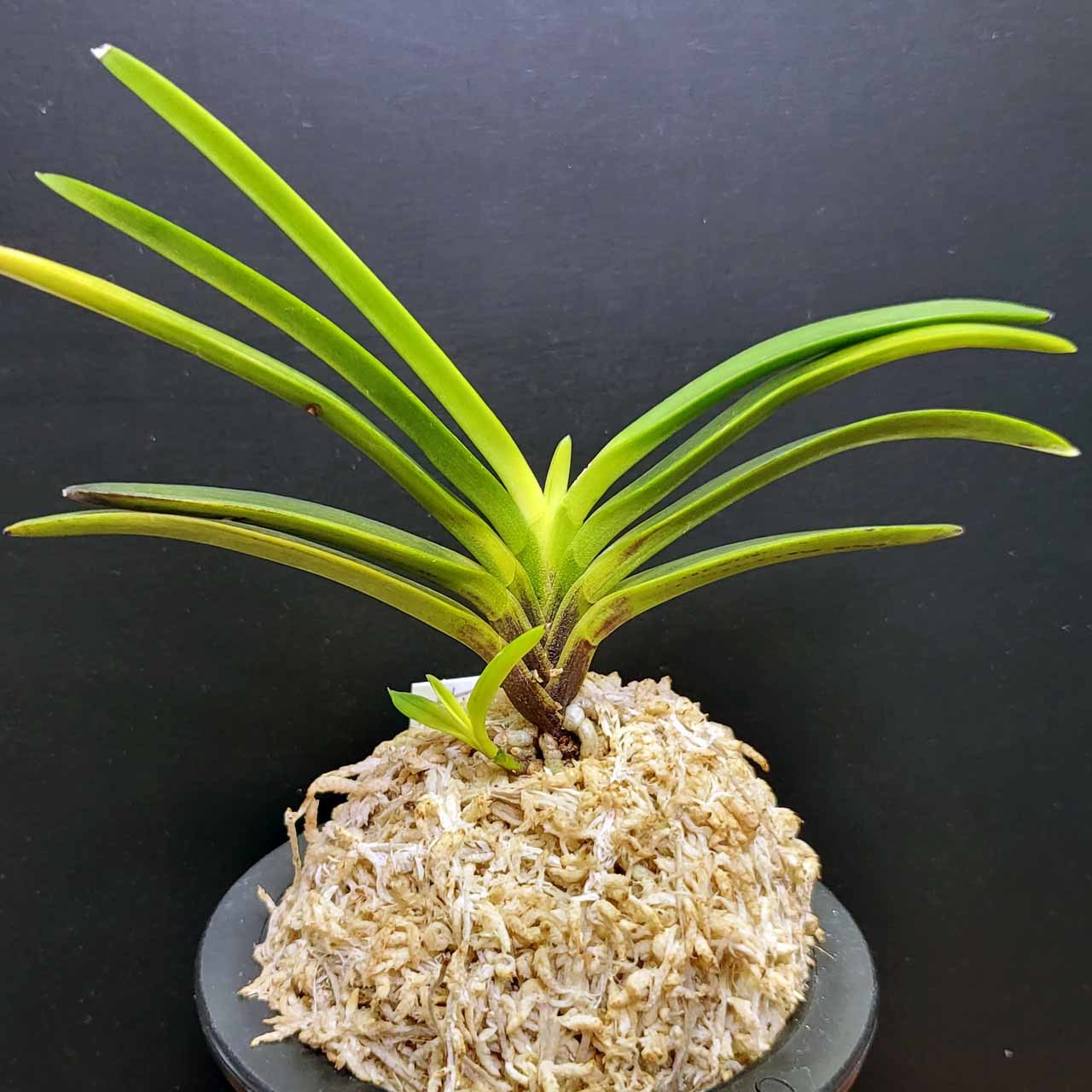 富貴蘭 黄牡丹錦の金牡丹 : 富貴蘭チャンネル