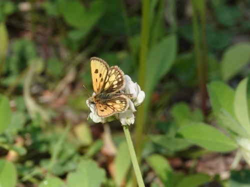 カラフトタカネキマダラセセリ 北海道6月の蝶③ : 蝶のいる風景blog