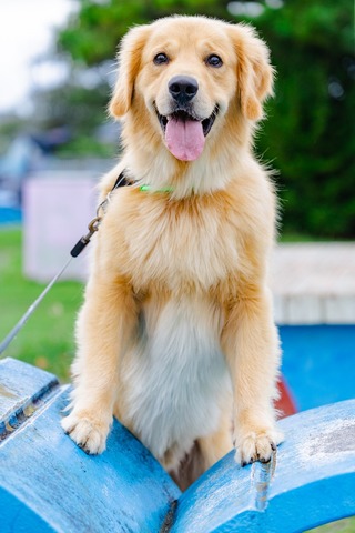 月刊ゴールデンレトリバー 創刊号 vol.01 ＜ J-ROCK OFFICIAL SHOP