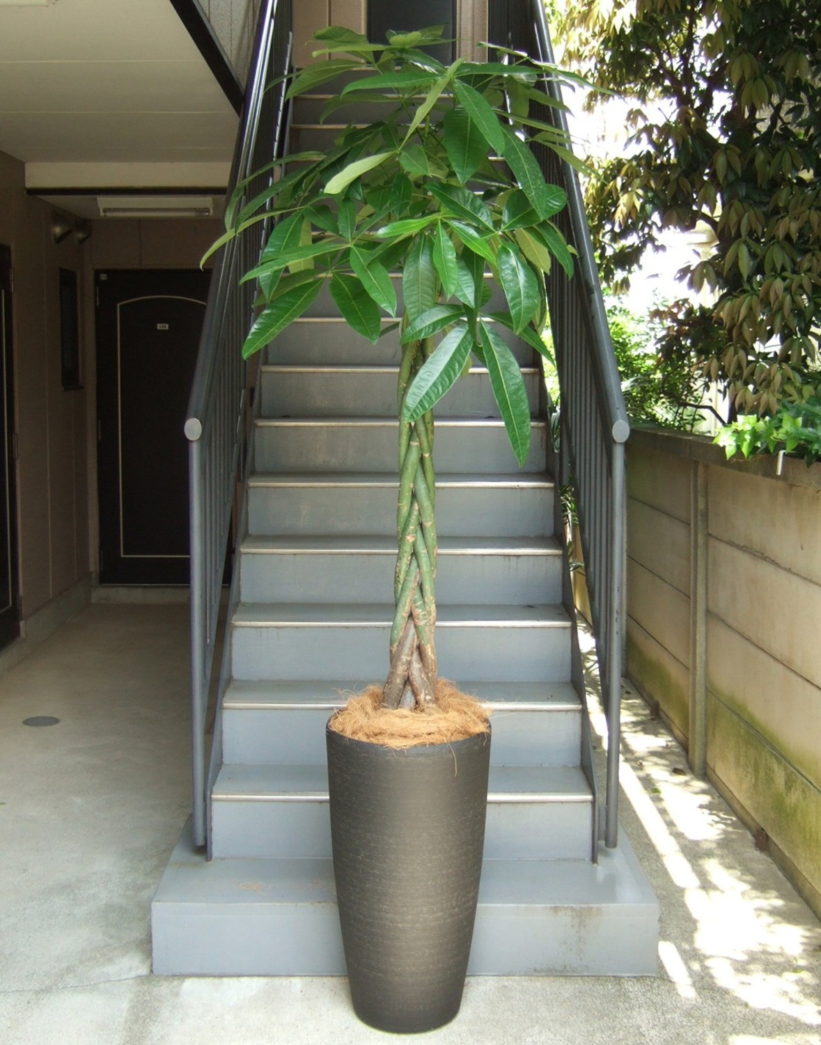 観葉植物 特大 パキラ 特大鉢 クリアブラック 樹脂製 | 移転祝い 開店