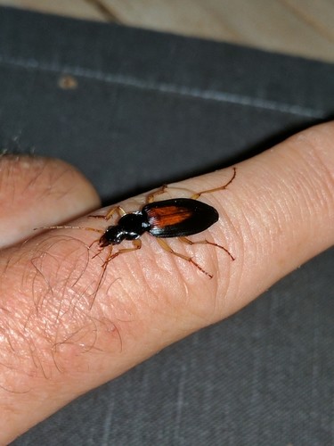 セアカヒラタゴミムシ (Dolichus halensis) - Picture Insect