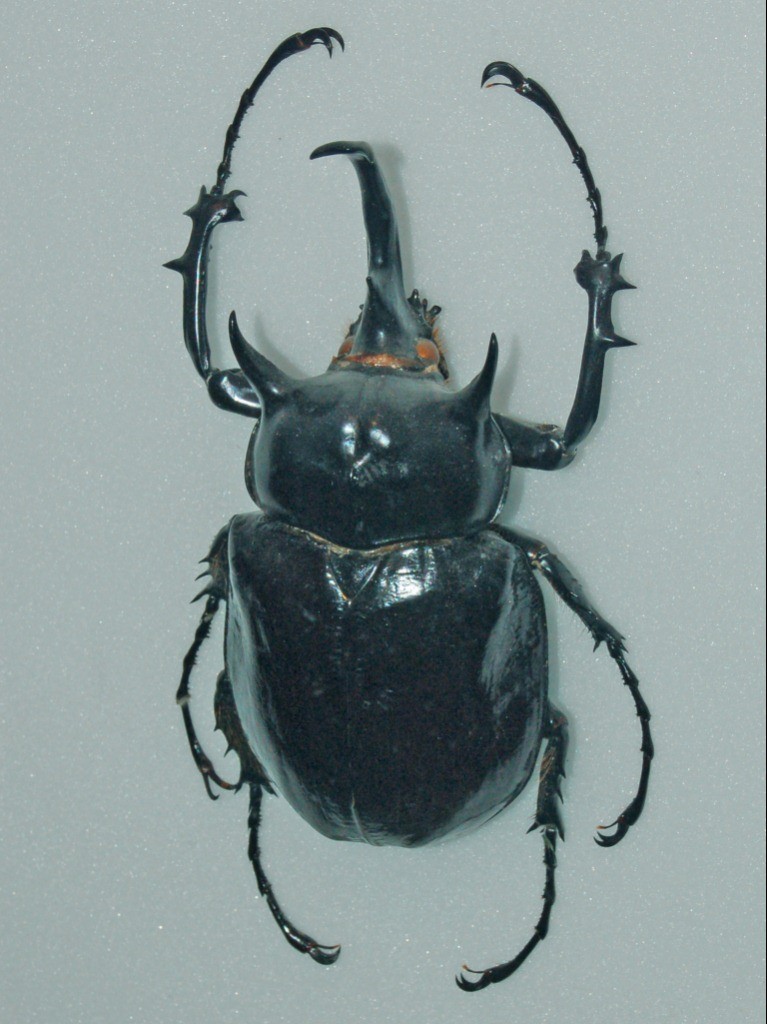 マルスゾウカブト (Megasoma mars) - Picture Insect