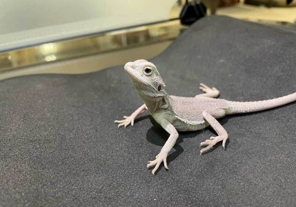 フトアゴヒゲトカゲ ハイポゼロ | ペット販売 | 東京で爬虫類と