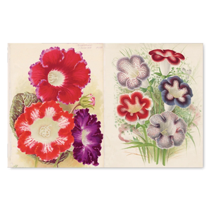 JOHN DERIAN/ジョンデリアン】ピクチャーブック/John Derian Picture