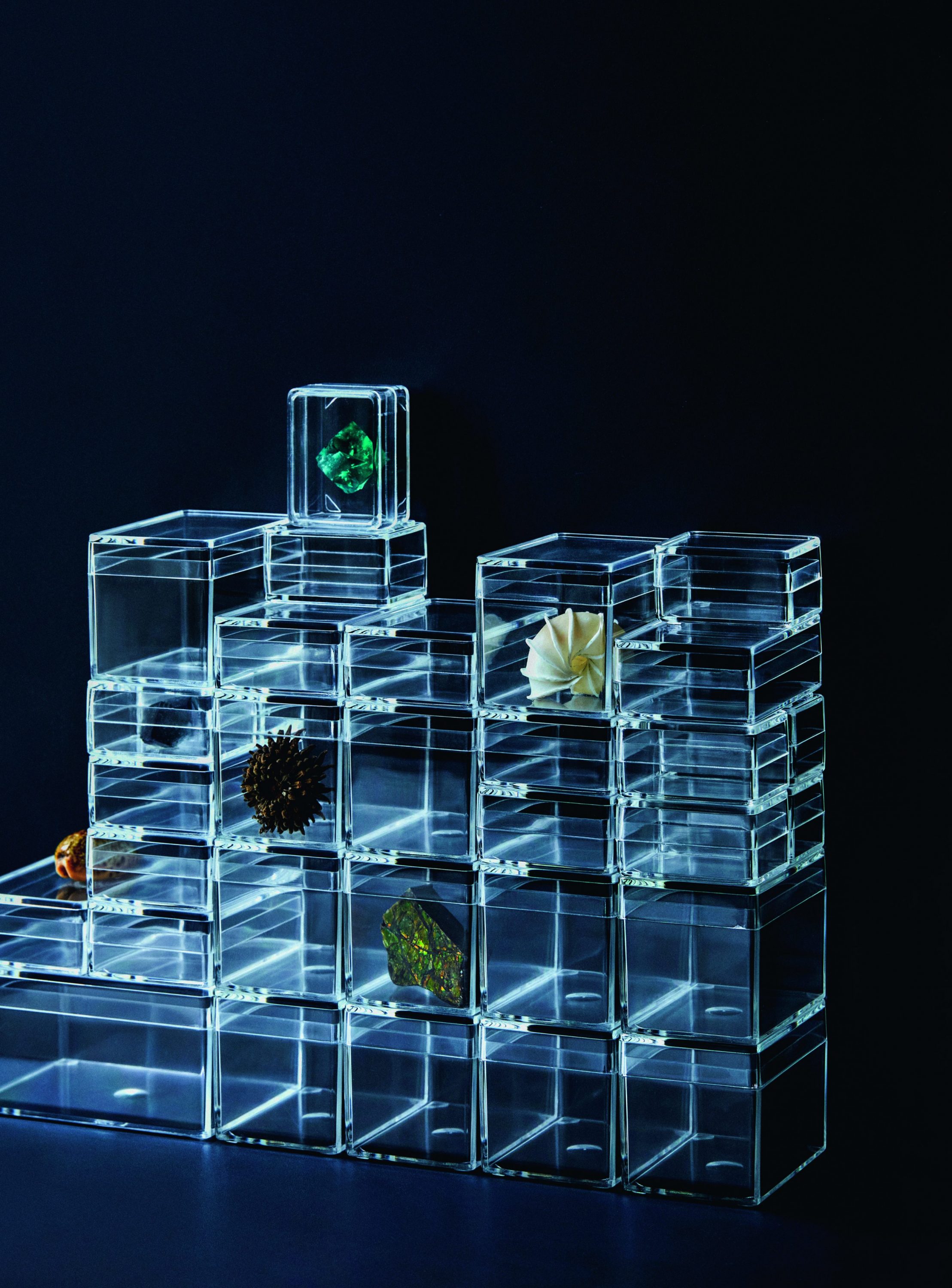 ウミグモ 深海生物樹脂封入標本 LEDライト付き 木製ケース ウミグモ