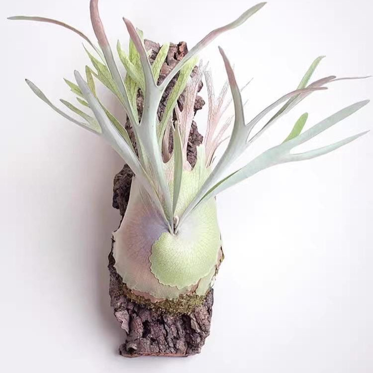 Veitchii – Platy & Co