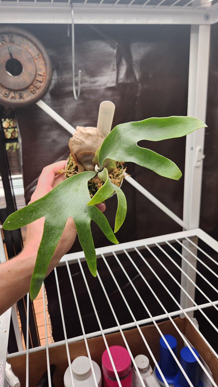 Platycerium willinckii 