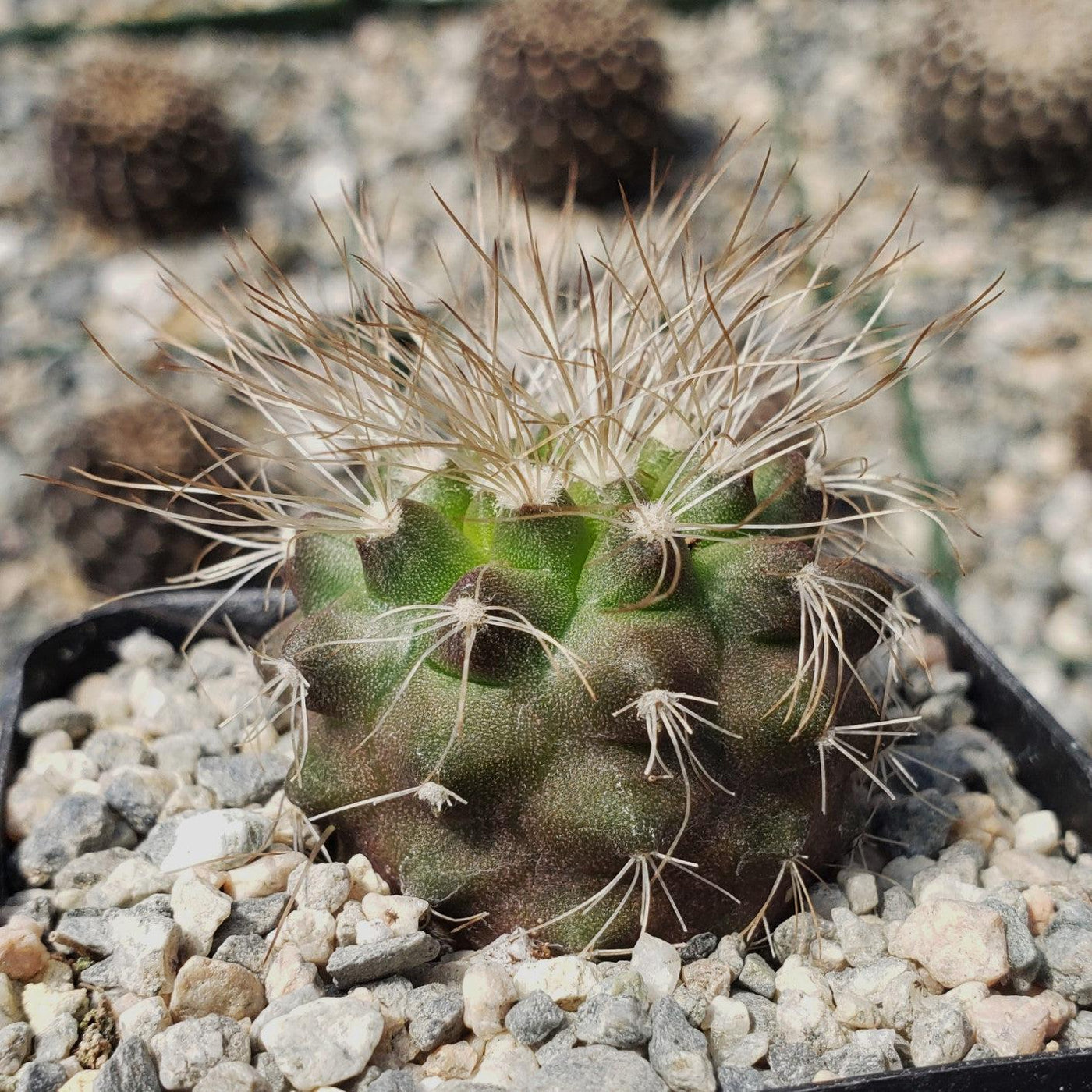 Buy Copiapoa Krainziana Cactus Online | Copiapoa Scopulina