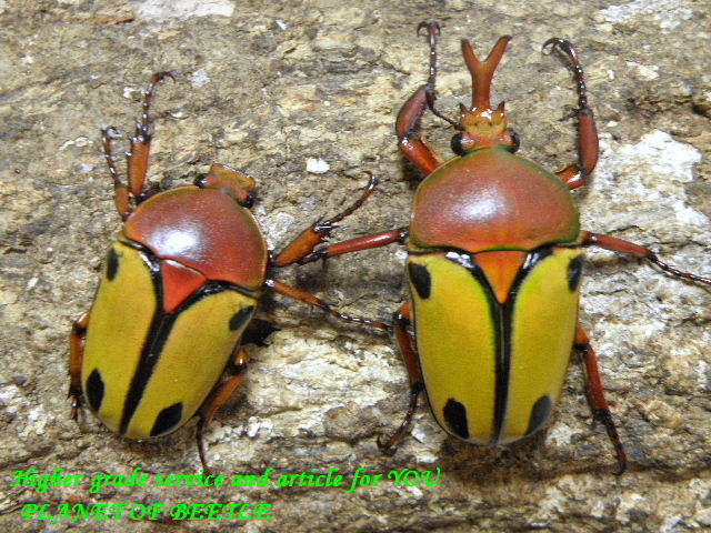 6/4タンザニア！天然スミスサスマタカナブン♂43mm♀33mmペア - PLANET