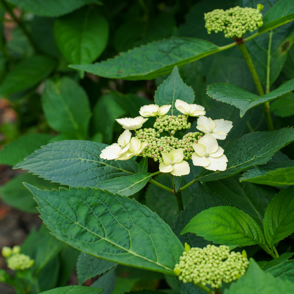Tokyo Delight Bigleaf Hydrangea – Plant Detectives