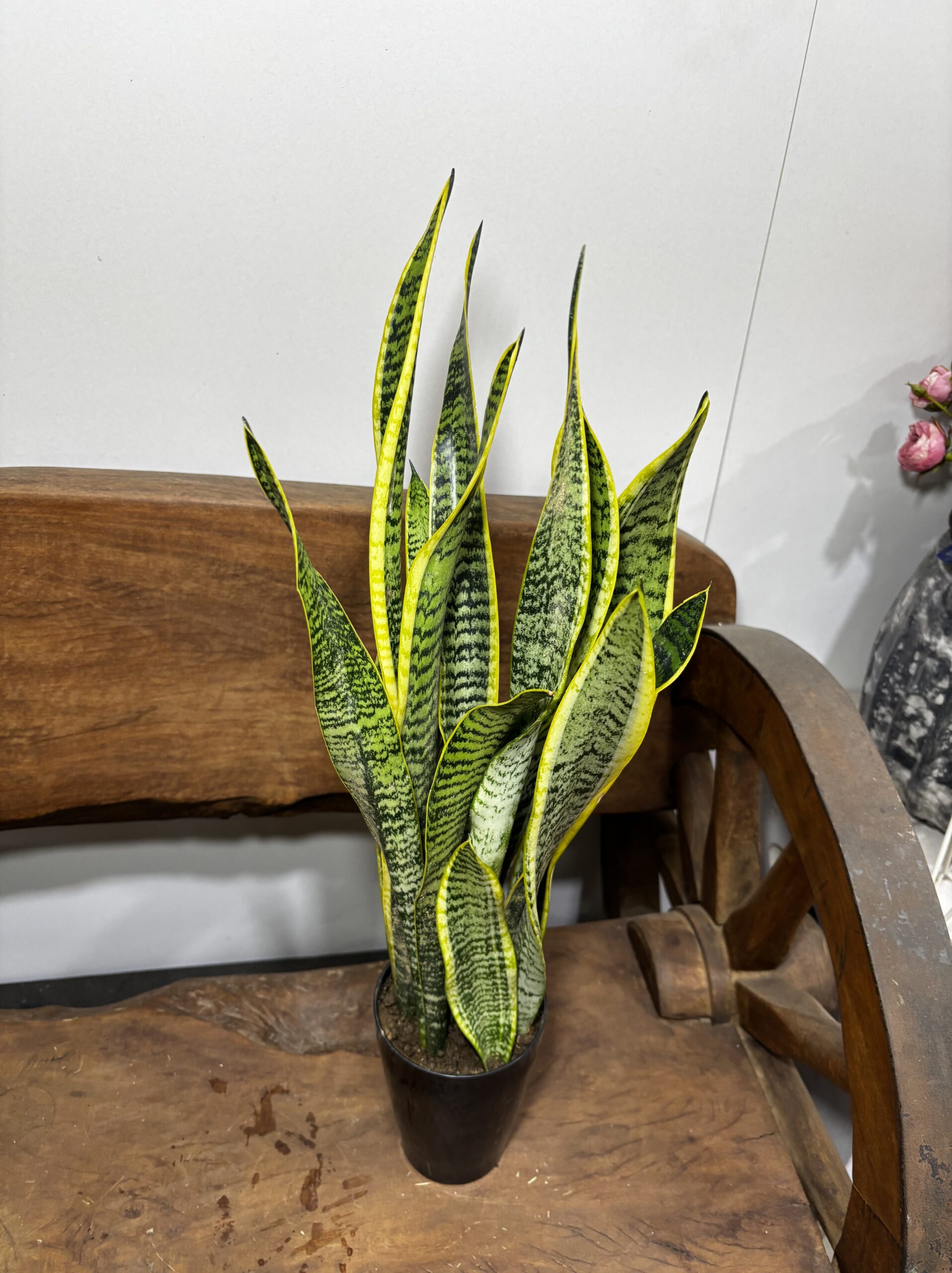 サンスベリア 4号 | Plants Shop Big Smile 通販