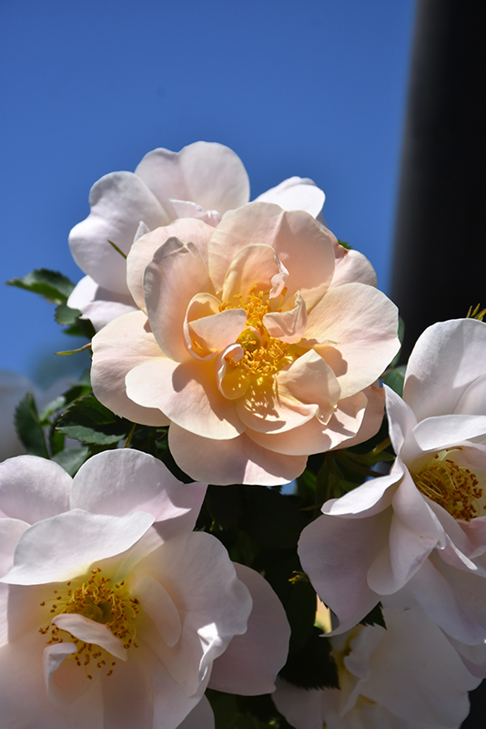 First Editions® Above And Beyond Climbing Rose (Rosa