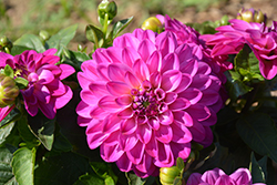 Lubega Power Violet Bicolor Dahlia (Dahlia 'Lubega Power Violet