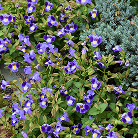 Catalina Midnight Blue Torenia (Torenia 'Dancat911') in Portland