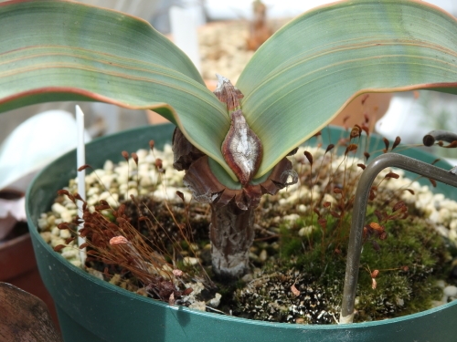 奇想天外 ウェルウィッチア: 世界の半分は植物界