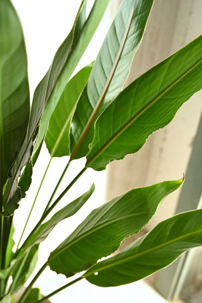 ストレリチア レギネ10号 （ラスターポット付） | 13,000円 | 胡蝶蘭