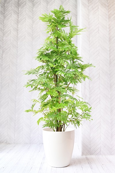 エバーフレッシュ 15,000 ～ 19,999円｜おしゃれな観葉植物の通販なら
