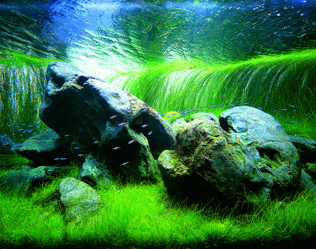 東京ドームシティ Gallery AaMoで、天野尚と5人の水景クリエイター