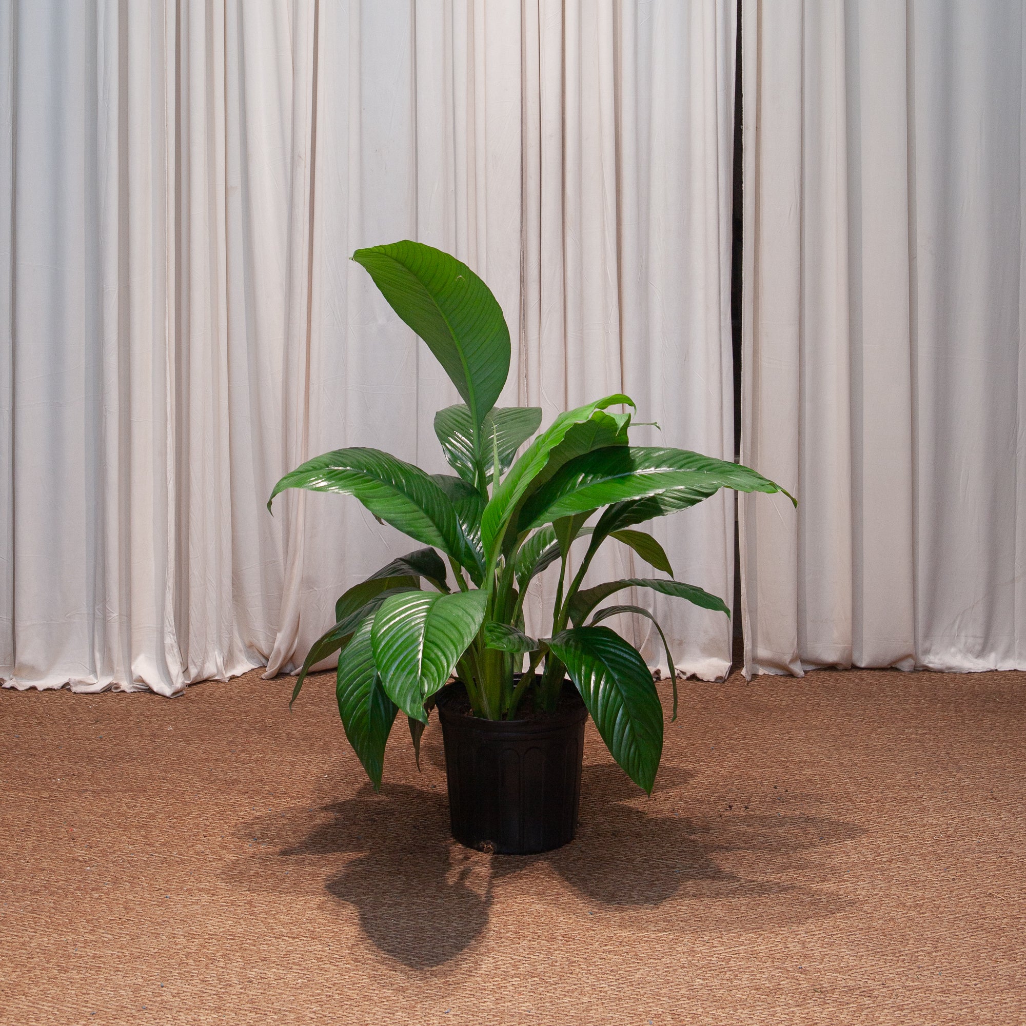 Sensation Peace Lily: Spathiphyllum - 10