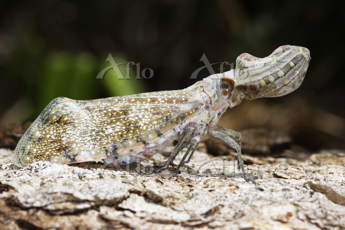 ユカタンビワハゴロモ [53480547]の写真素材 - アフロ