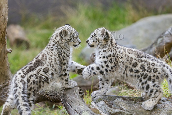 ユキヒョウの子供 [177294651]の写真素材 - アフロ