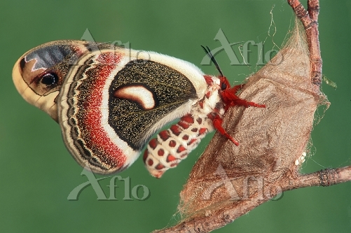 セクロピアサン [10264459]の写真素材 - アフロ