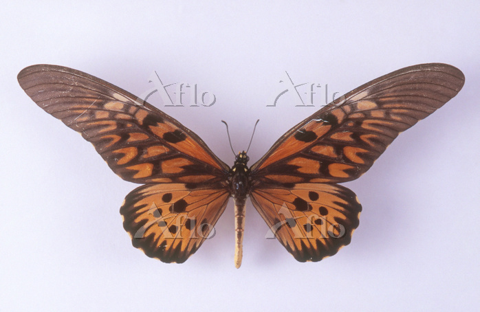 ドルーリーオオアゲハ [72102148]の写真素材 - アフロ