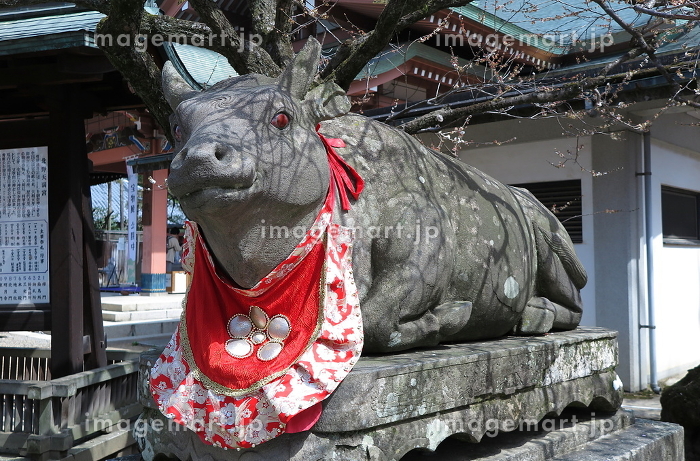 梅の季節の北野天満宮（京都市上京区）：複数奉納されている撫牛の一体