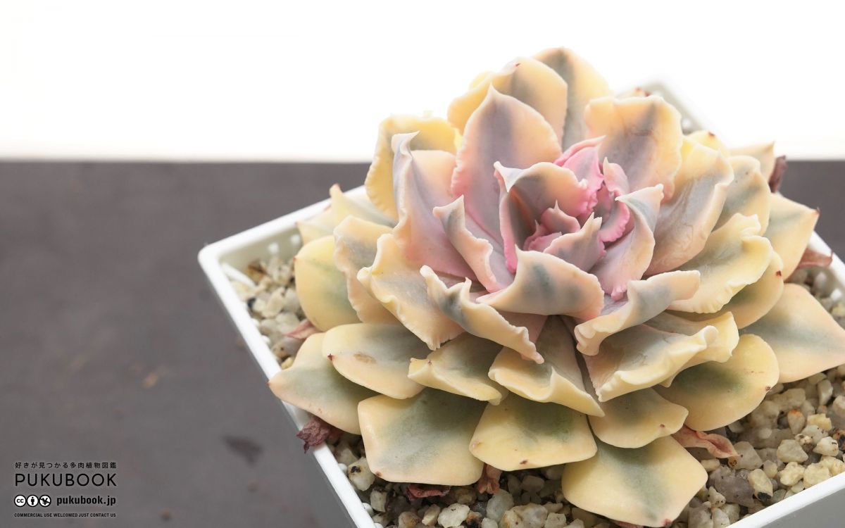 lilacina錦 エケベリア エケベリア 多肉植物 リラシナ錦 リラシナ錦