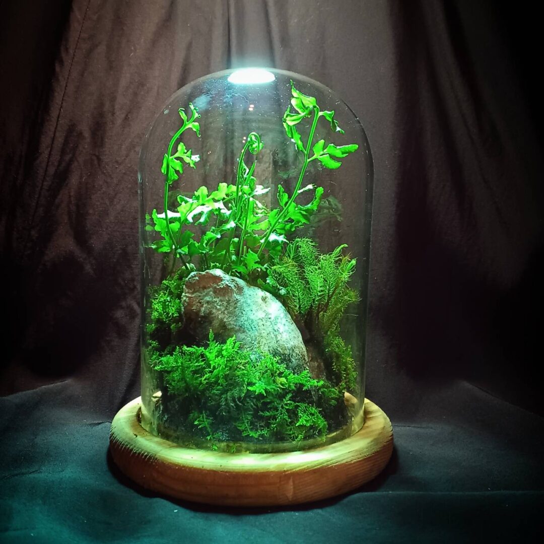 ガラスドーム(大)(03) | ピュアアニマル