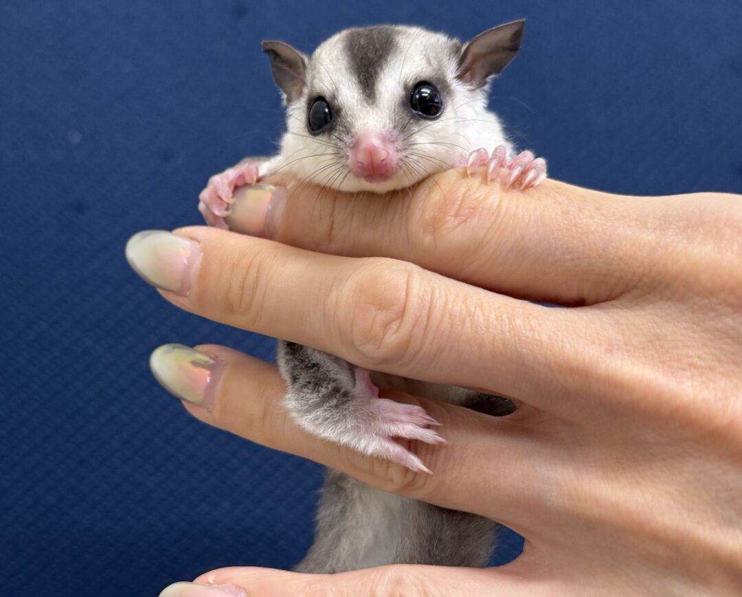 フクロモモンガ | ピュアアニマル