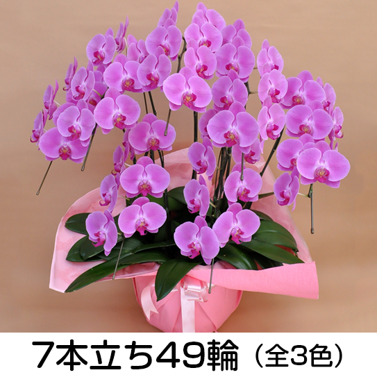 法人様向け贈答用胡蝶蘭販売「蘭贈くん」 / 胡蝶蘭大輪 3本立ち 27輪以上