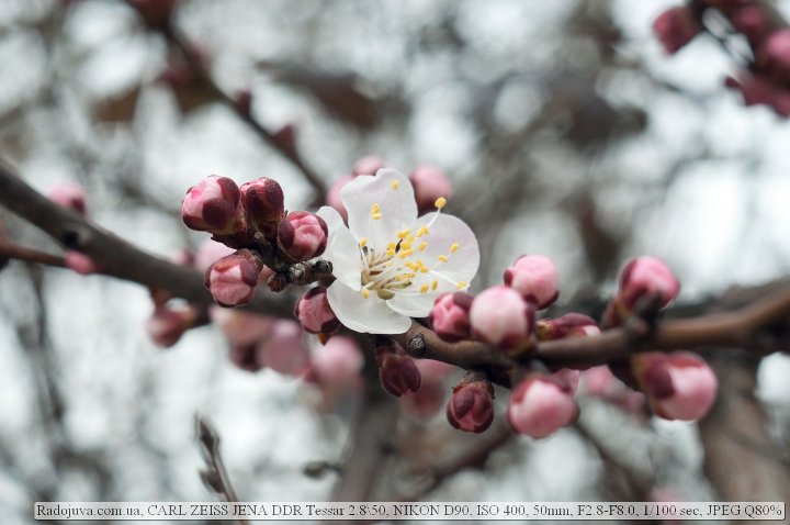 Review of Carl Zeiss Jena Tessar 2.8 / 50. Sample Photos and