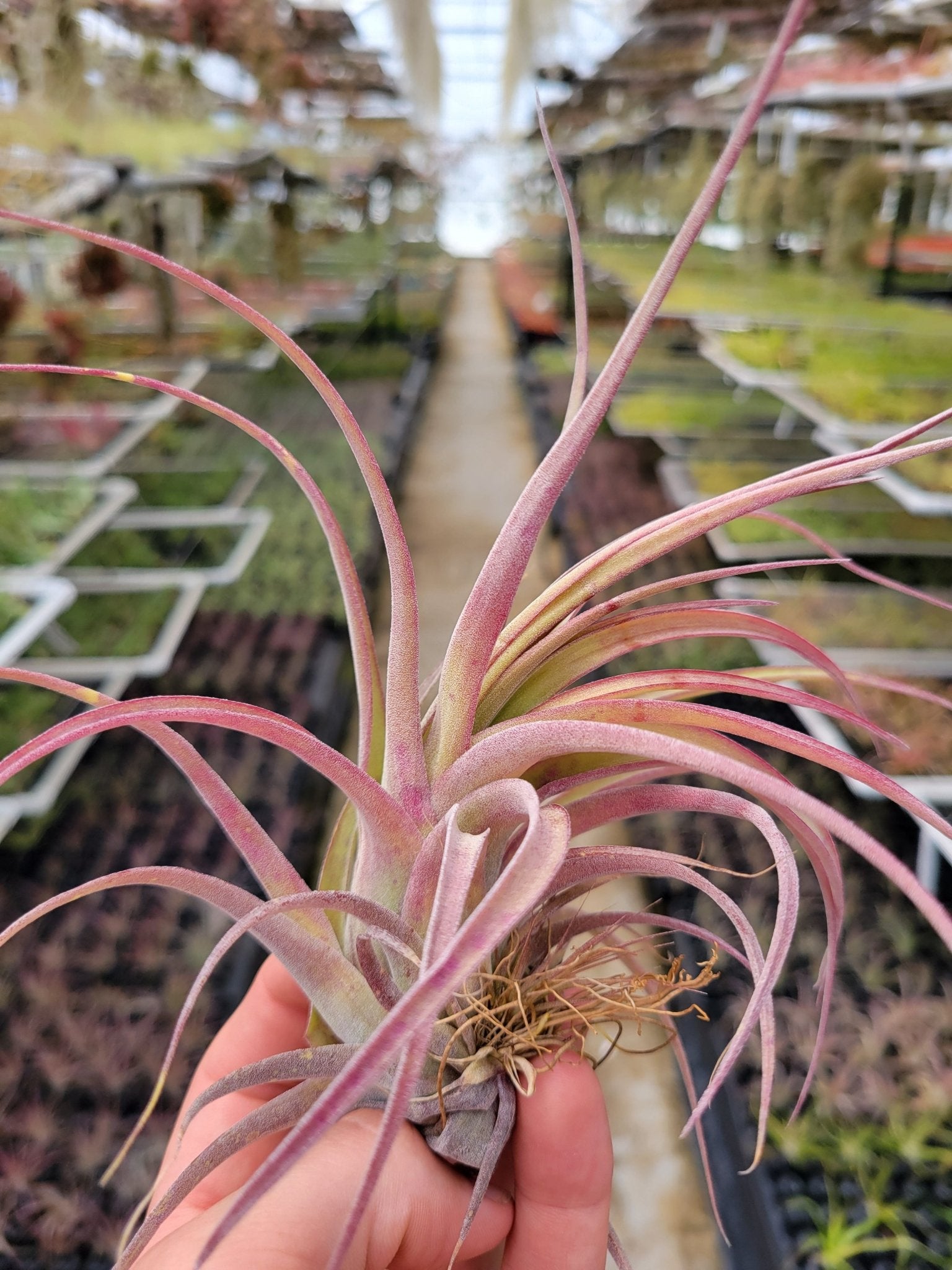 Tillandisa 'Eric Knobloch' (T. brachycaulos X T. streptophylla