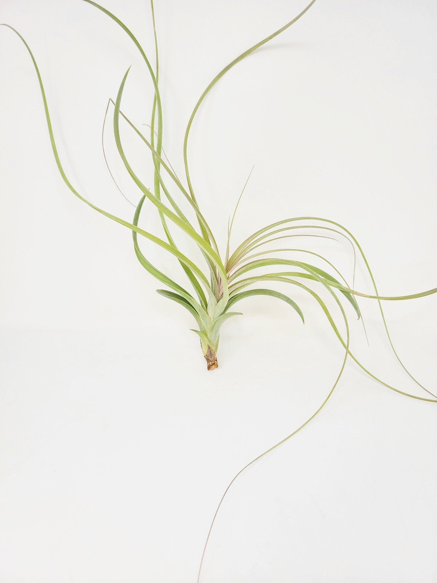 Tillandsia exserta – Rainforest Flora