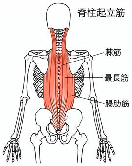 おすすめセルフケア③】腰・背中ストレッチ | セドナ整骨院・鍼灸院