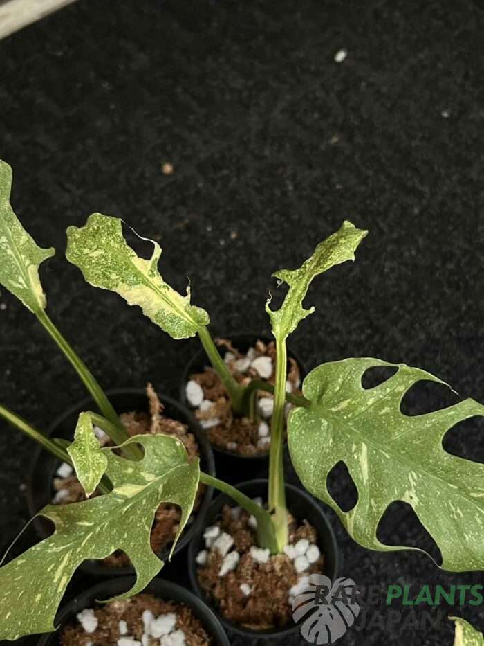 モンステラ・デリシオーサ 'スターライト' Monstera deliciosa