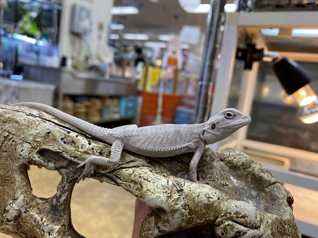 お値下げ中！！飼育ケース2個入りフトアゴヒゲトカゲ飼育14点セット お