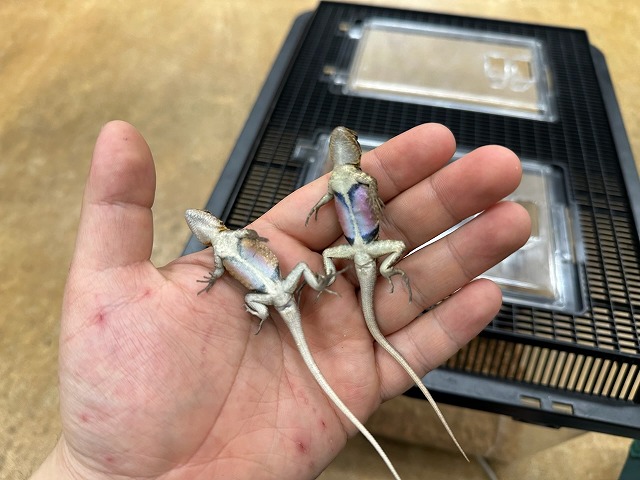 インター爬虫類】カメレオンコーナー新設！！ヤモリもトカゲもゾクゾク