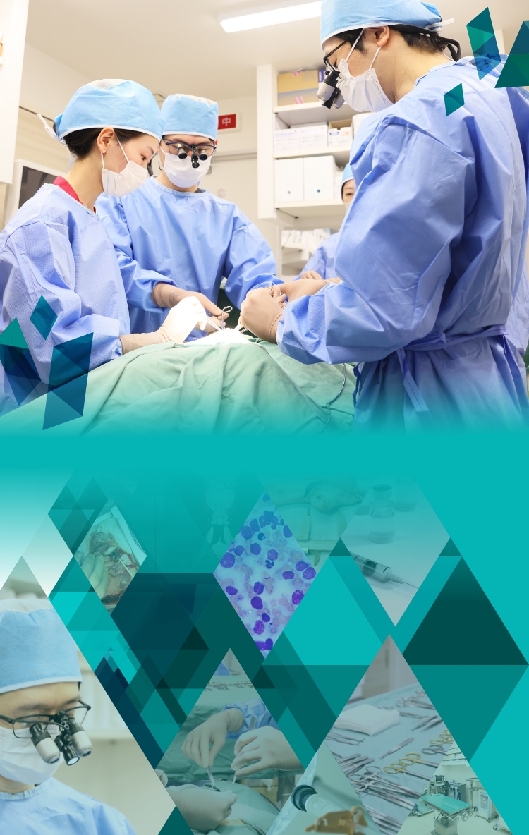 滋賀 腫瘍科認定医 求人｜マエカワ動物病院動物がんクリニック