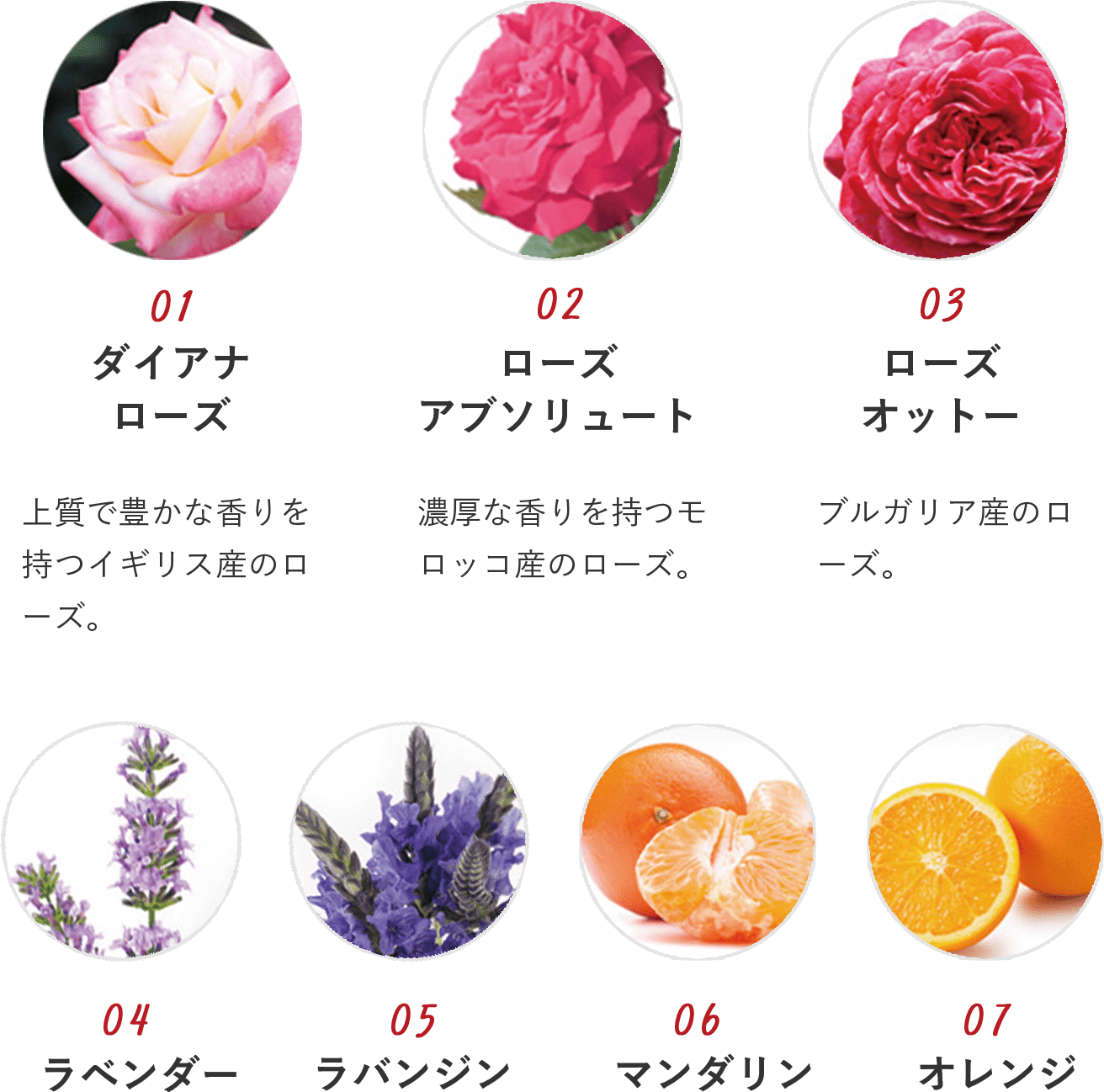 パワーローズ｜RED FROGS