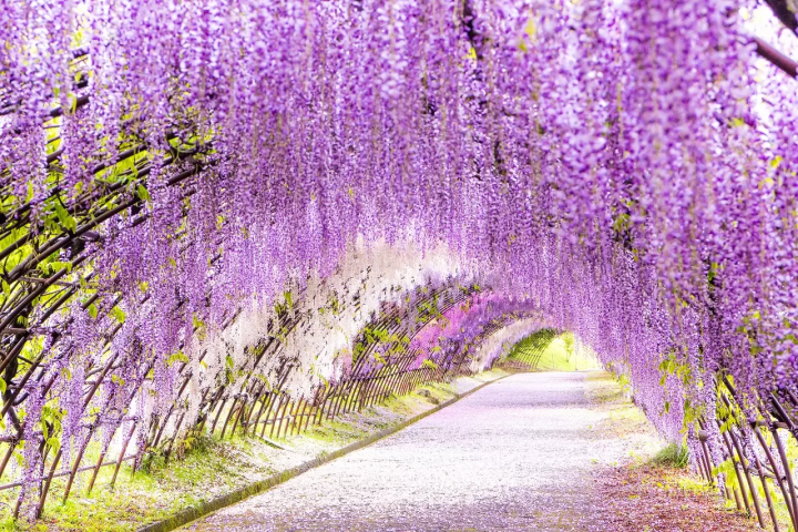 Wisteria Flowers in Japan: 10 Enchanting Locations in 2026 - Japan